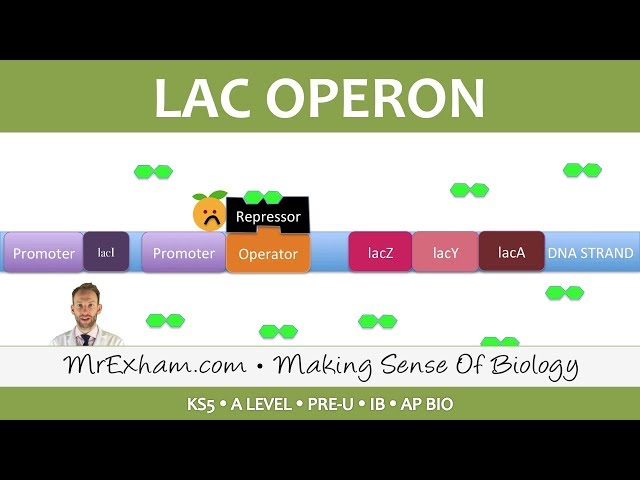 Gene expression and the lac operon - Post 16 Biology (A Level, Pre-U, IB, AP Bio)