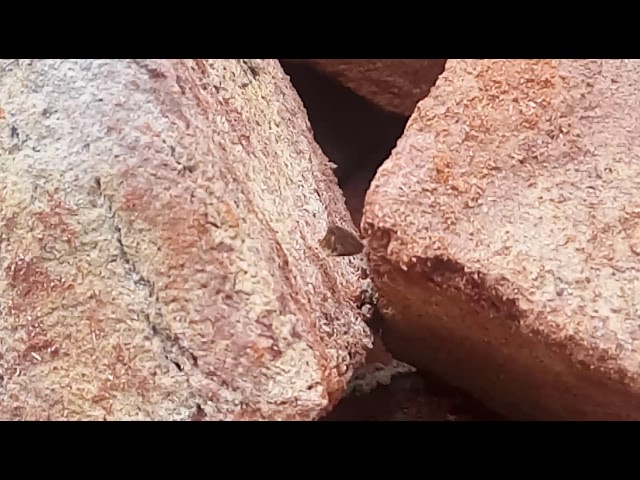 Ant takes small butterfly wing