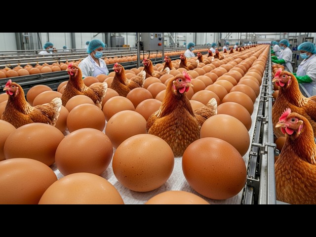 How Eggs Are Processed in Factory | Chicken & Egg Production Workflow