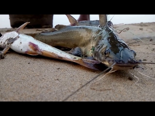 Wow Catching 100s Of Fish - Using Thermocol Sheets And Fishing Hook - Catch N Cook