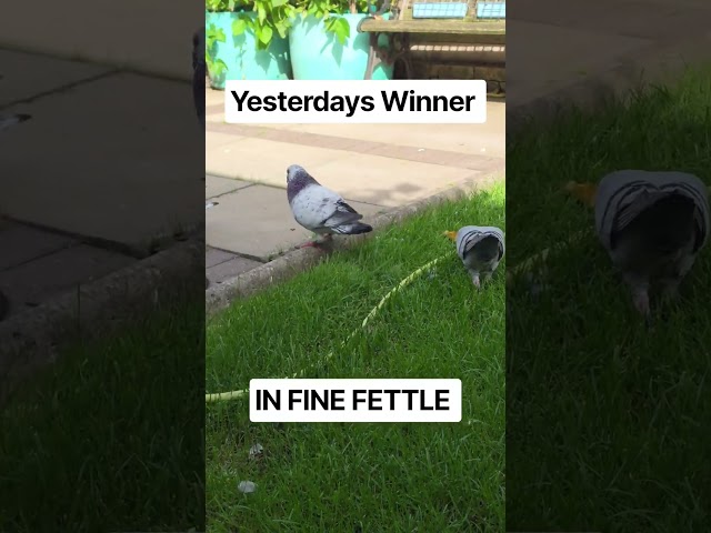 "MINI SALTO" IN FINE FETTLE AFTER YESTERDAYS WIN #racingpigeons #pigeon101 #homingpigeons #winner