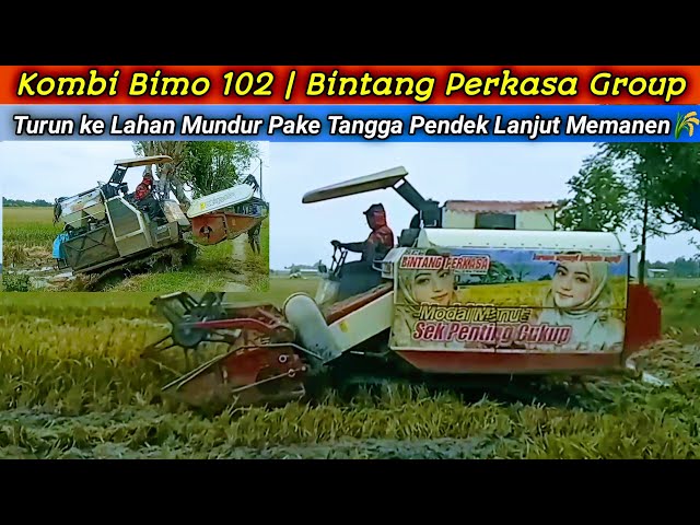 Kombi Bimo 102 Bintang Perkasa Group Turun ke Lahan Mundur..!! Pake Tangga Pendek.. Lanjut Memanen 🌾