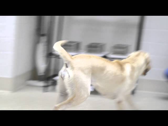 XX Files : The smell test : The working dog center [CLIP]