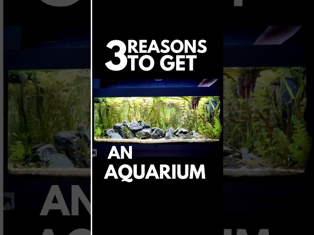 Reasons to get a Fish Tank
