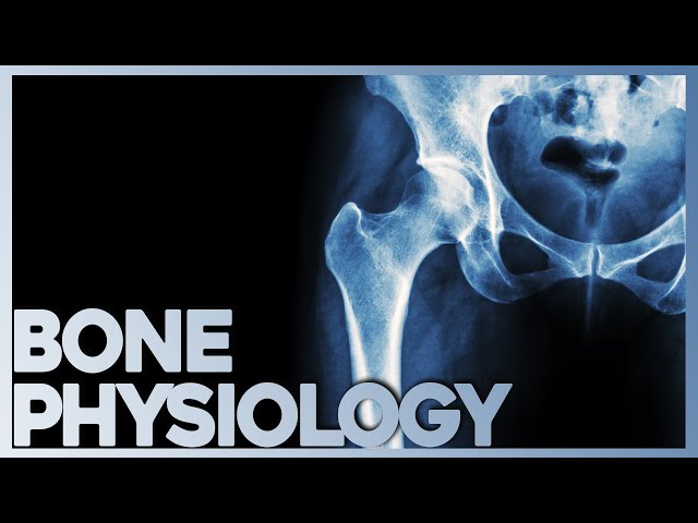 Anatomy and Physiology of Bone | Corporis