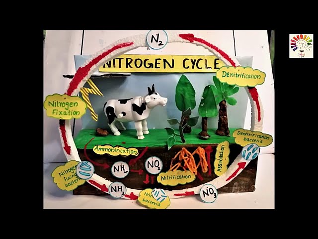 nitrogen cycle model|nitrogen cycle|nitrogen cycle Project|nitrogen cycle 3d model|the4pillars