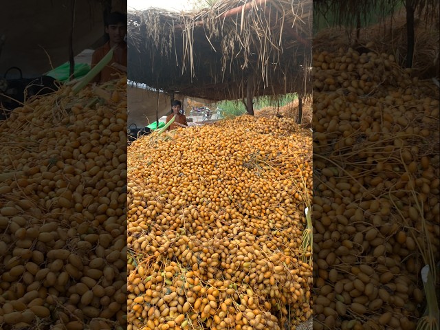 Pakistani Famous Dates Making Complete Process #shorts