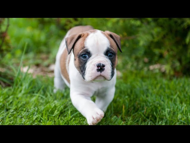 Cute And Funny American Bulldog Puppies 😍
