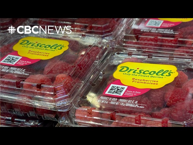 Whistleblower alleges Driscoll’s sent millions of berries with excess chemical levels to Canada
