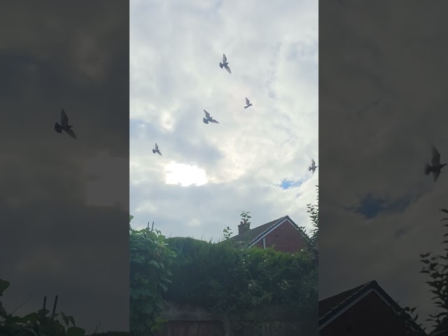 THE BIRDS CAME WELL TODAY #racingpigeons #pigeon #pigeon101 #foryou #birds