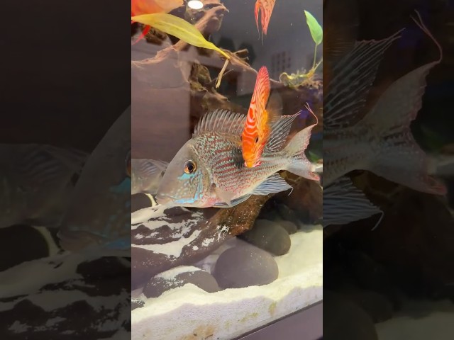 Geophagus loving their Discus Roommates!