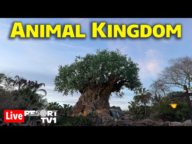 🔴Live: Friday Night Live at Disney's Animal Kingdom & Animal Kingdom Lodge - 9-25-26