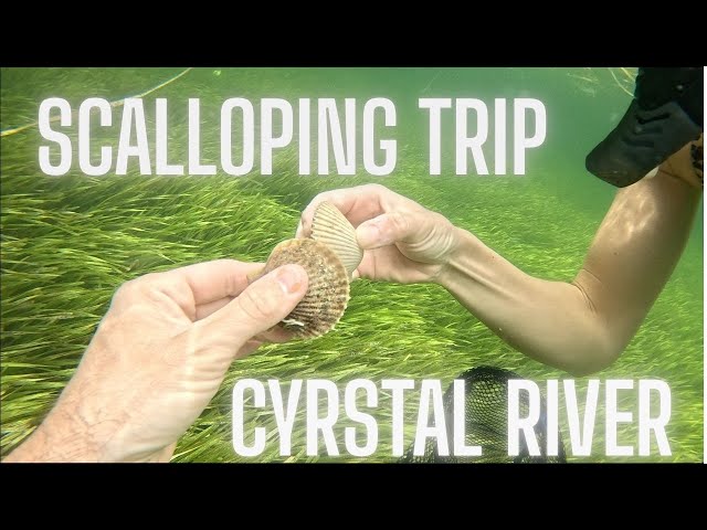 Scalloping in Crystal River, FL 2025
