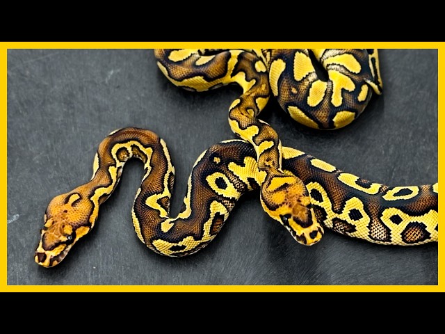 New Ball Python Babies, Eggs Hatching, and MORE!