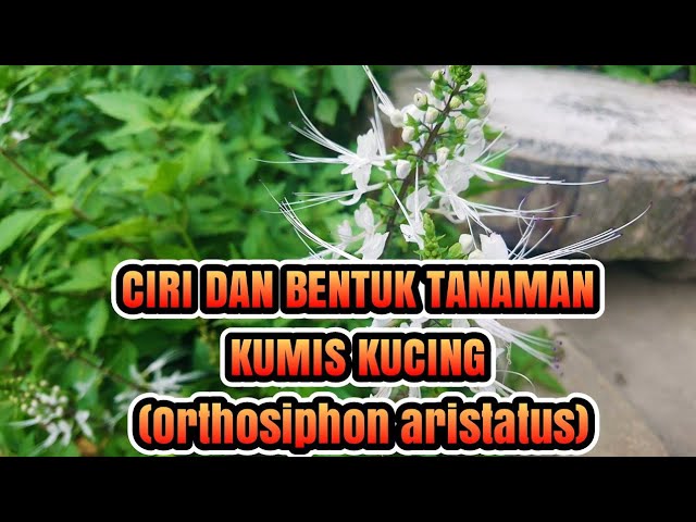 Ciri dan Bentuk Tanaman Kumis Kucing atau Java Tea (Orthosiphon aristatus)