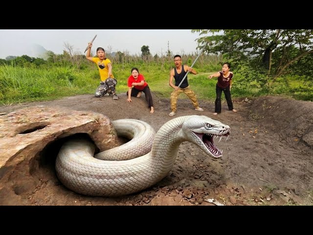 Expert Bravely Digs Up and Captures a Giant White Python