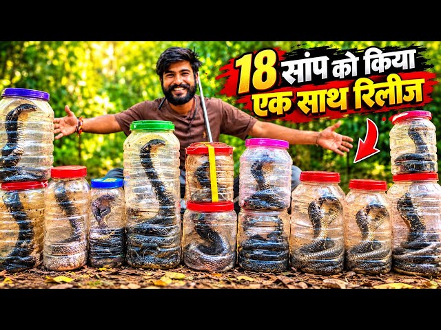 Released 18 snakes together into the safe wild 🫶🫰/ wildlife rescue videos