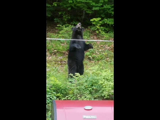 Bear in New Durham