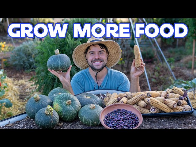 My Three Sisters Garden Produced More Food Using Less Space!