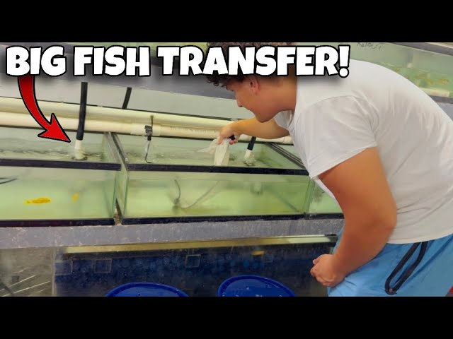 Moving My Entire Fish Shop Into My New  House!
