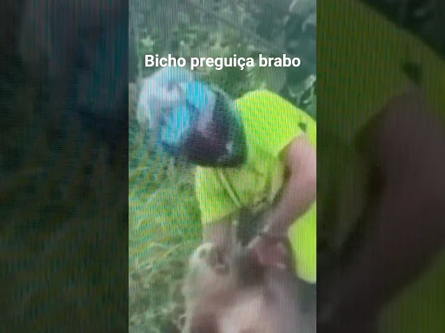 #preguica