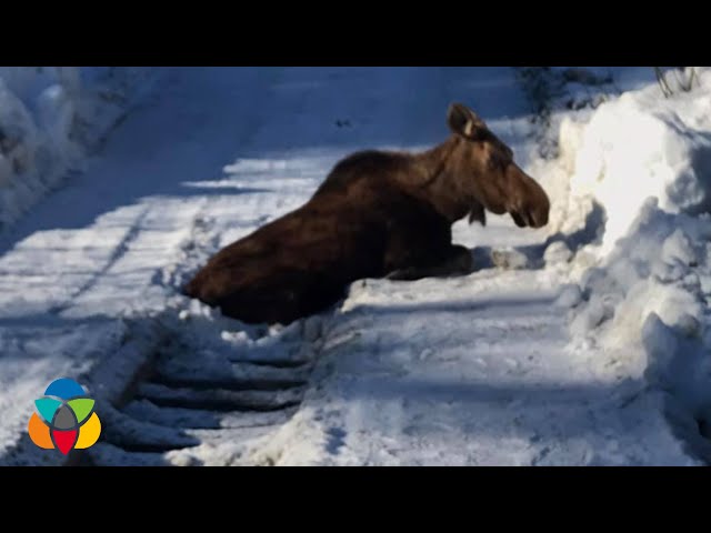 Landscapers save moose