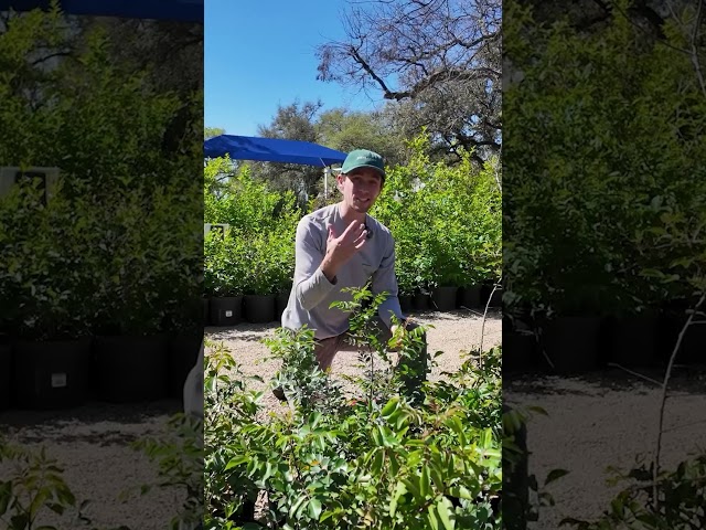 The Native Privacy Screen More People Should Be Planting