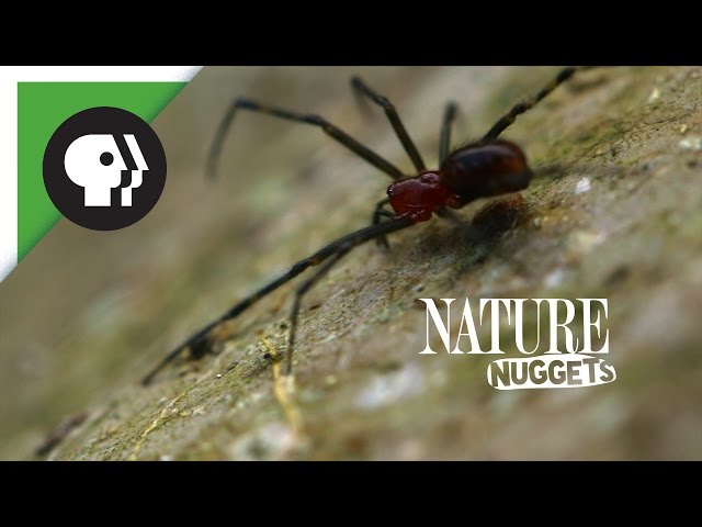Spiders At Work | NATURE Nuggets