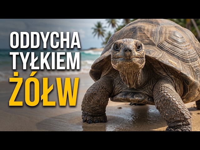 Żółw: wszystko, czego nie wiedzieliście, w 120 minut