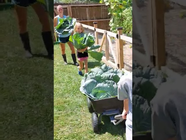 Cabbage Bigger Than Your Head!!! #Short