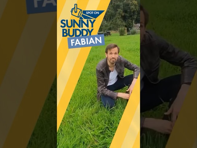 Sunny Buddy Fabian