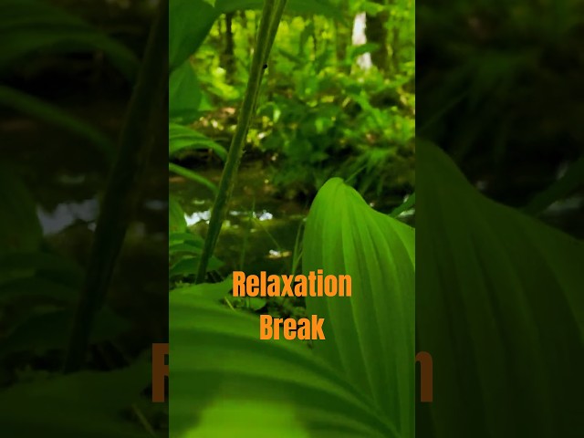 Relaxation Break #shorts #nature #asmr #mountains #adventure #relaxing #hiking #backpacking