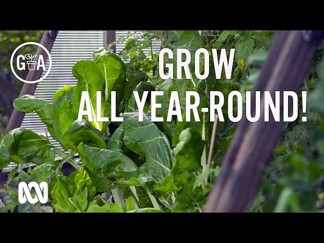 How to grow vegies all year-round!  | Gardening Australia
