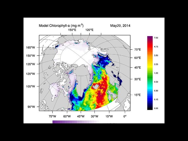 ARCTIC Biochemical forecast - Chlorophyll 2014