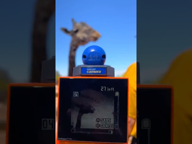 The Gamboy Camera is still a ton of fun to take pics with!