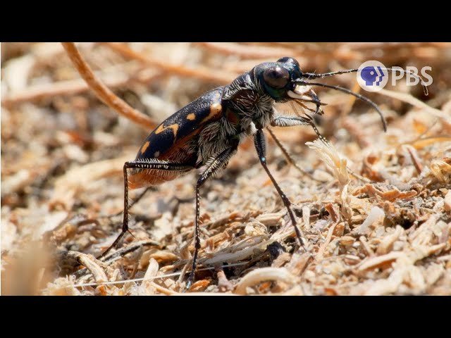 Tiger Beetles Bite First, Ask Questions Never | Deep Look