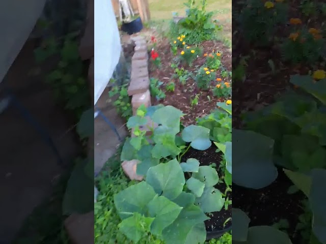 Tip on growing plants. I plant in pots.