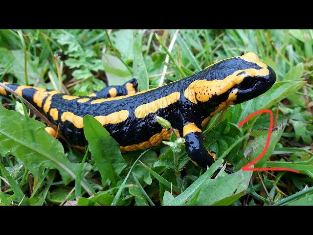 Salamander 2 one credit clear