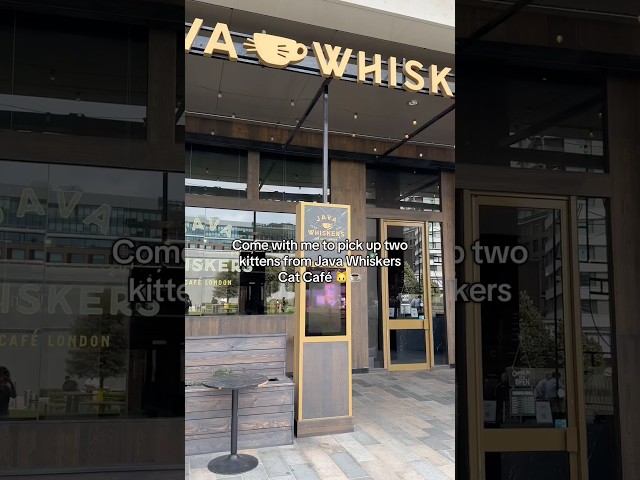 Adoption day at Java Whiskers Cat Café! link in bio to learn more #catcafe #adoptdontshop #kittens