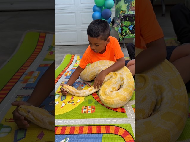 Huge Yellow Boa eats large animals     #shorts #shortvideo #kids