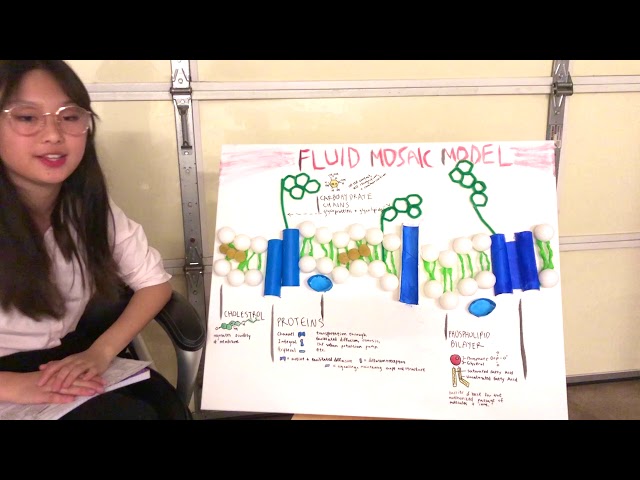 Fluid Mosaic 3D Model Expo