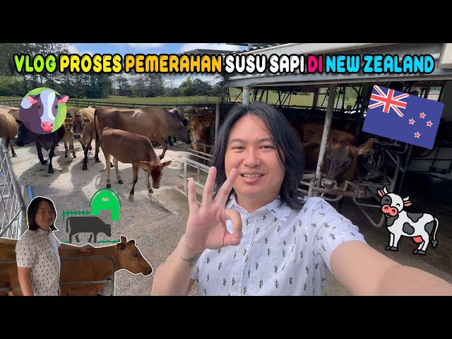 Mengungkap Rahasia Memerah Susu Sapi Organik di Magnolia Dairy Farm, Selandia Baru