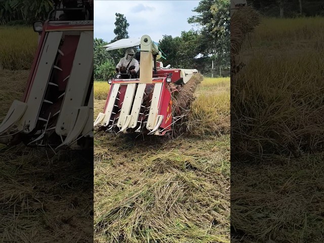 COMBINE HARVESTER WORLD eps 87 #kombisawah #combineharvester #automobile