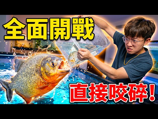 Starting a Final Piranha Community Tank at Home? Tensions High the Moment They Hit the Water—This...