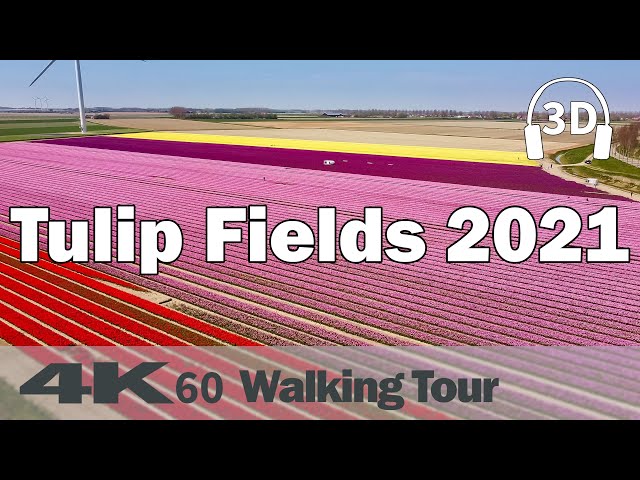 Beautiful Tulip Fields 2021☀️ | Netherlands | Oude-Tonge  |  4K60 Walking Tour | Binaural Audio