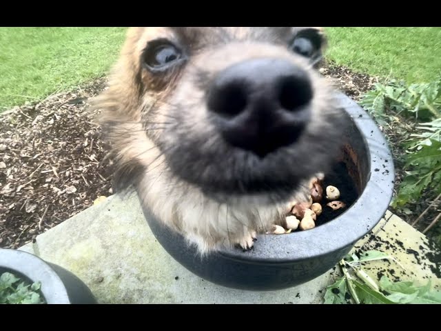 Pup Java helps plant last tulips. Doves, ewes fed & an orchard walk/talk