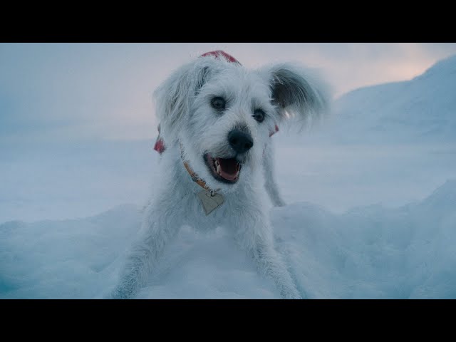 Krypto The Superdog Powers and Fighting Skills Compilation