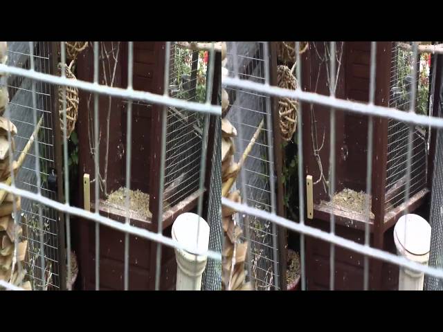 My Aviary in 3D
