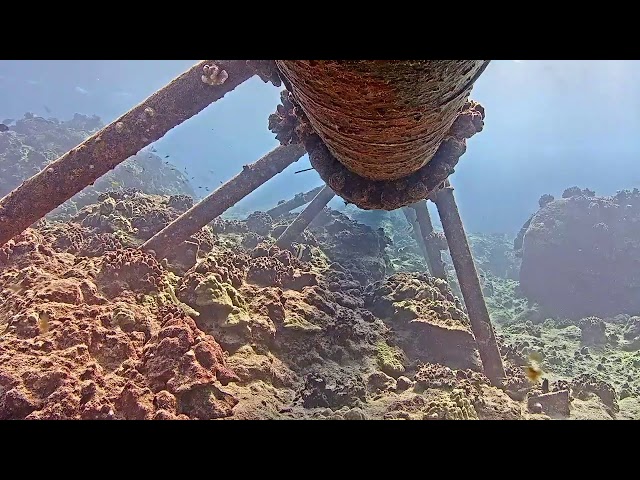 Aqualink Hawaii live stream