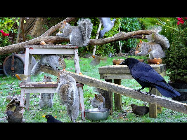 [NO ADS] Cat TV for Cats to Watch 😸 Birds & Squirrels on a Winter Morning 🕊️ Bird Videos & Cat Games
